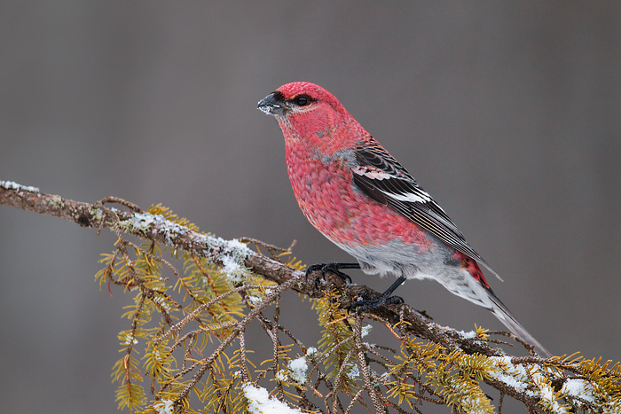 Pine Grosbeak