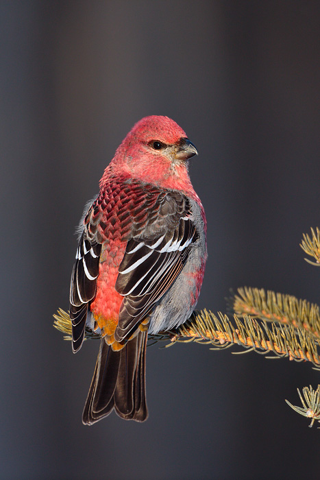 Pine Grosbeak