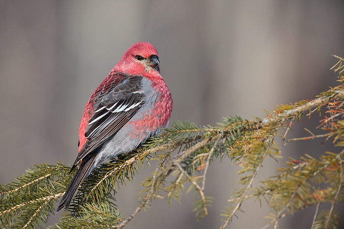 Pine Grosbeak