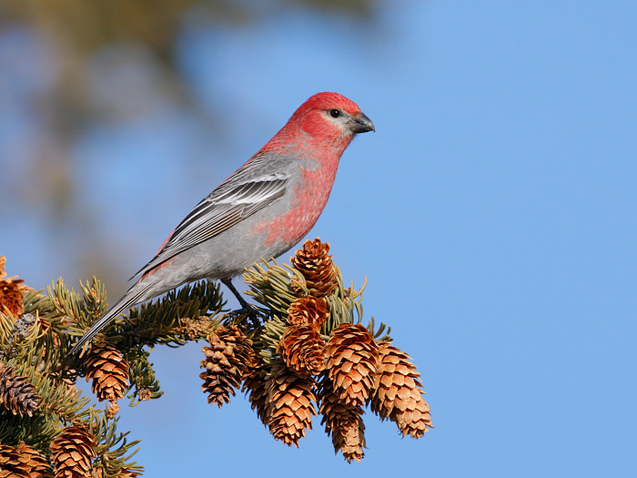 Pine Grosbeak