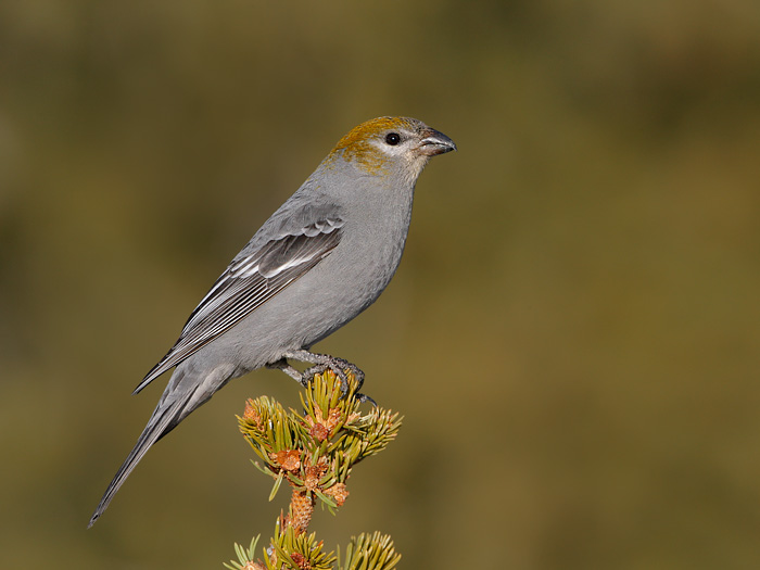 Pine Grosbeak