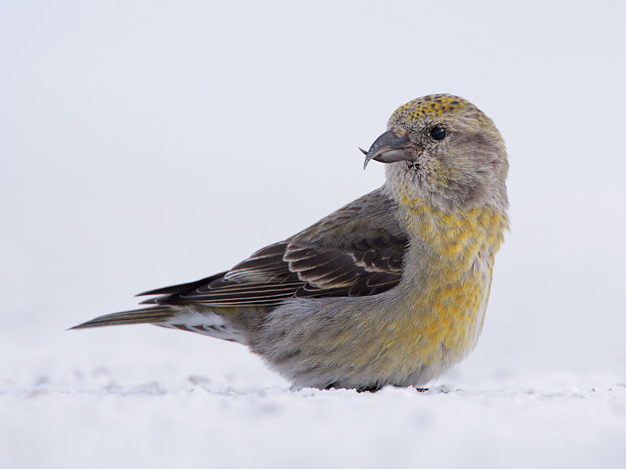 Red Crossbill