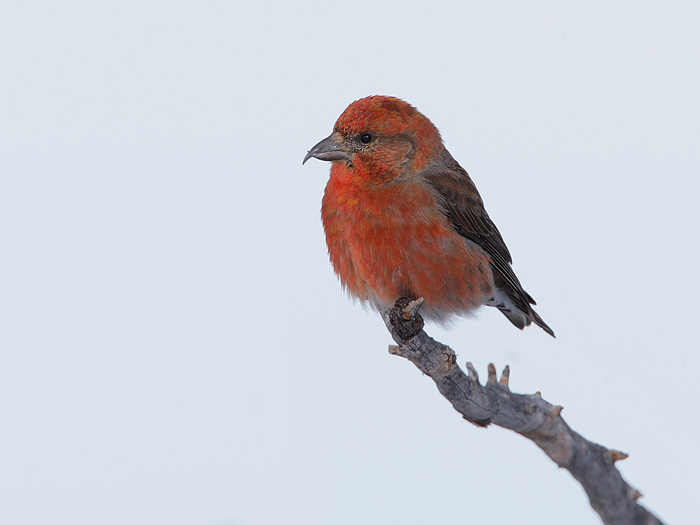 Red Crossbill