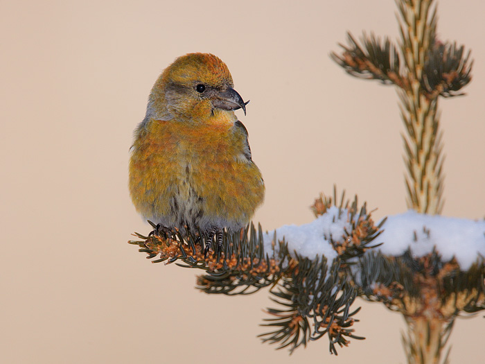 Red Crossbill