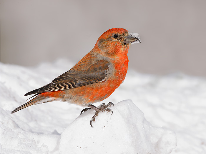 Red Crossbill