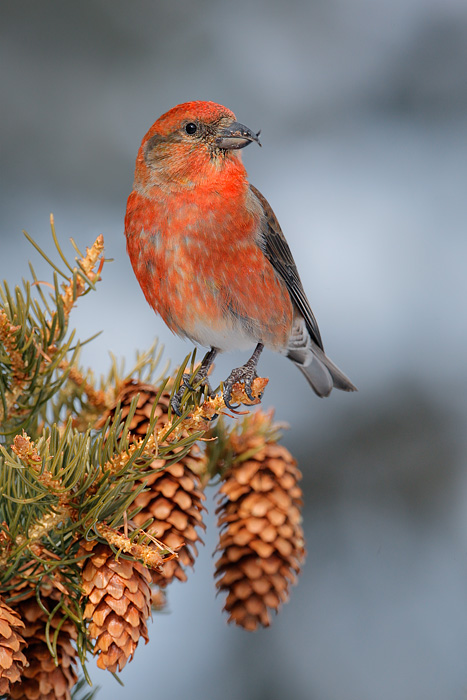 Red Crossbill