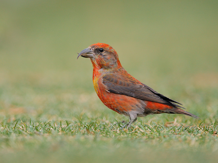 Red Crossbill