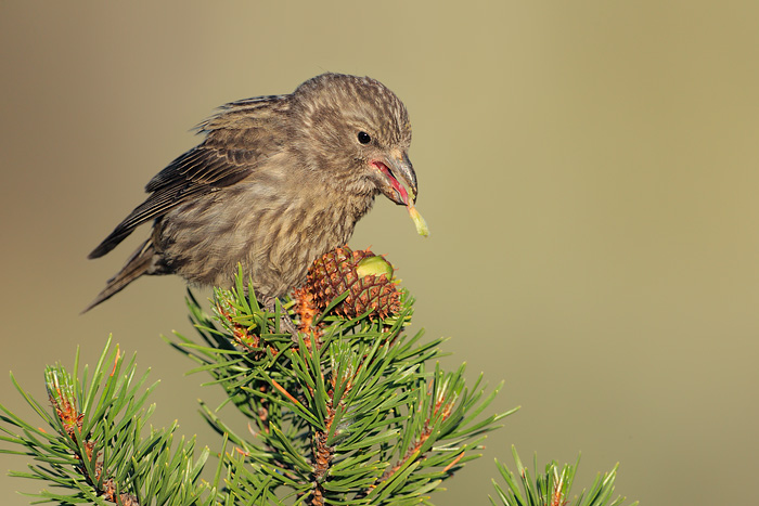 Red Crossbill