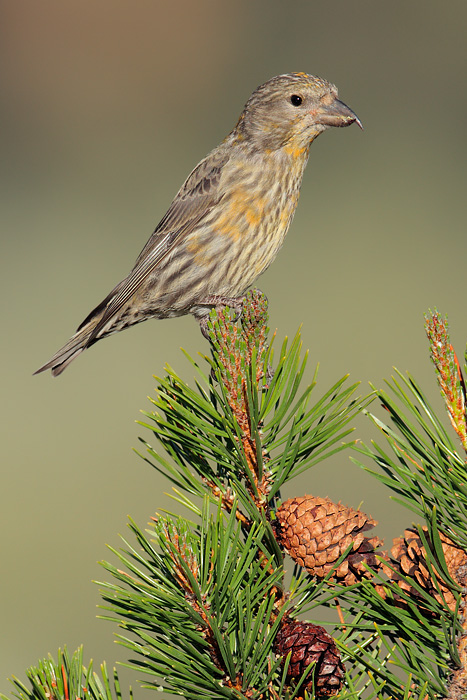 Red Crossbill