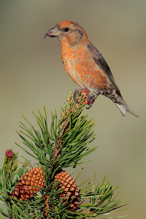 Red Crossbill