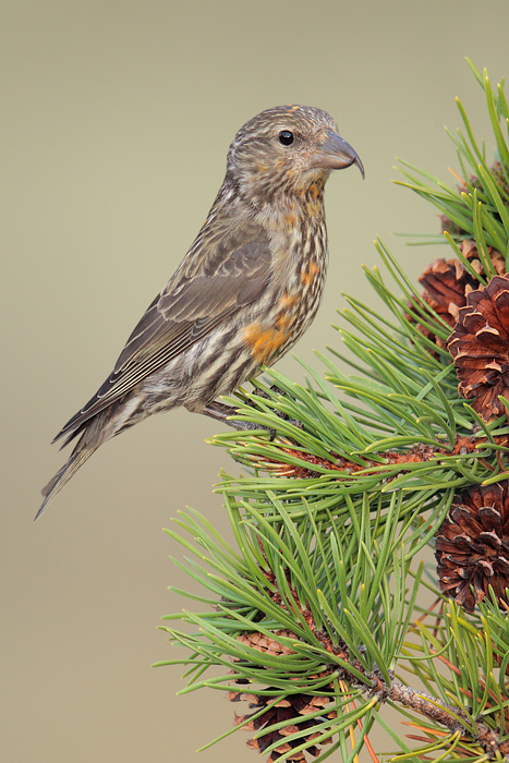 Red Crossbill