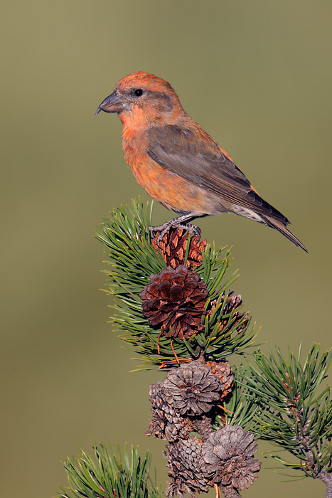 Red Crossbill