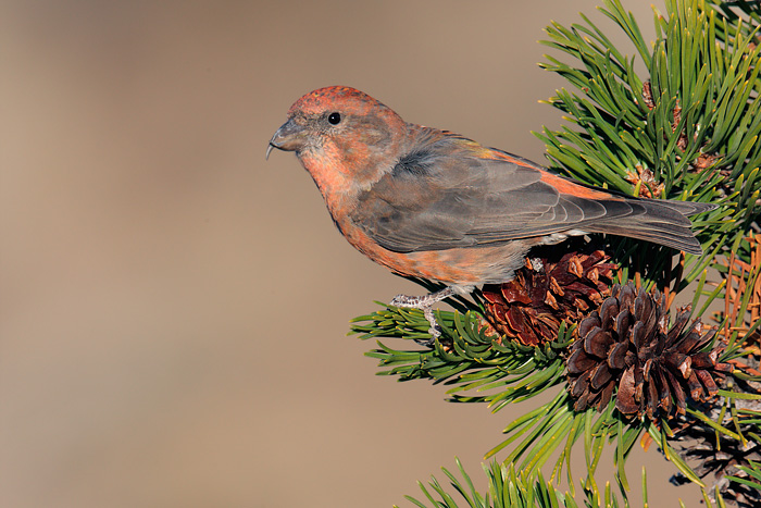 Red Crossbill