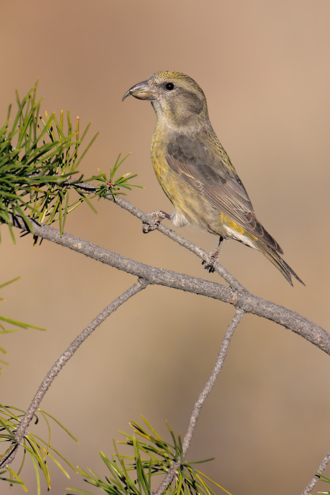 Red Crossbill