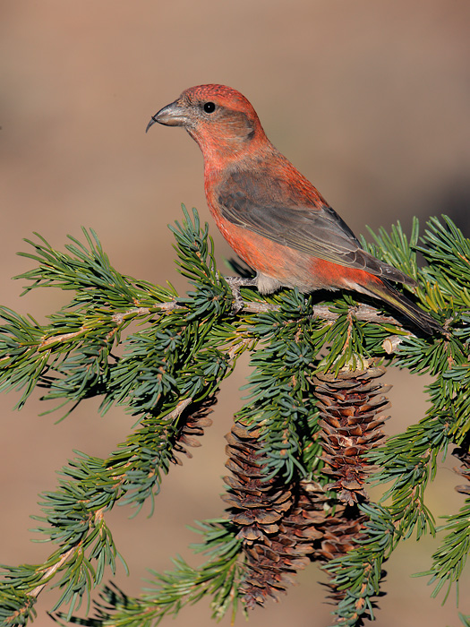 Red Crossbill