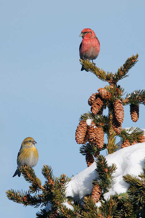 White-winged Crossbill