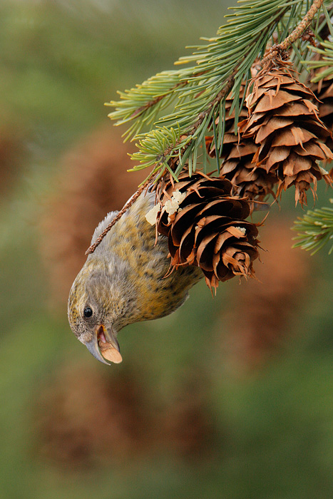 White-winged Crossbill