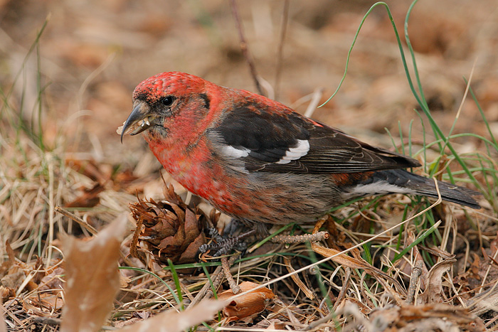 White-winged Crossbill