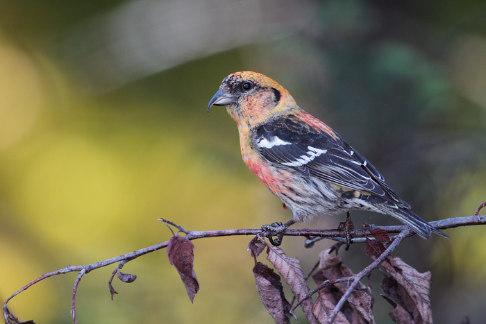 White-winged Crossbill