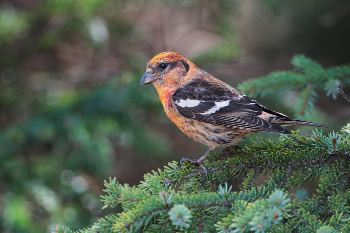 White-winged Crossbill