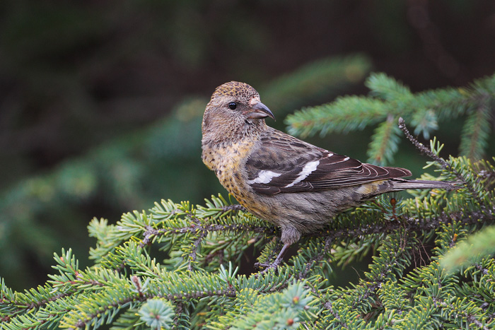 White-winged Crossbill