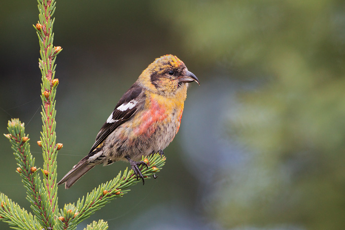 White-winged Crossbill