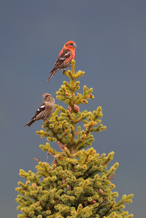 White-winged Crossbill