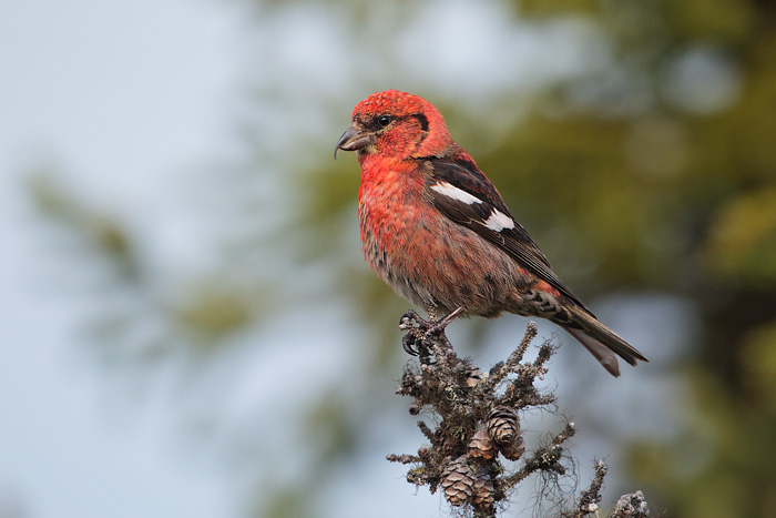 White-winged Crossbill