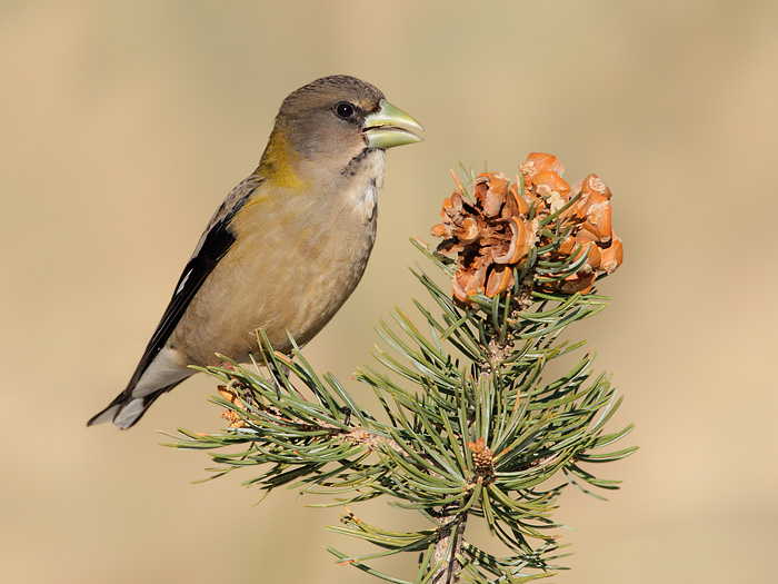 Evening Grosbeak