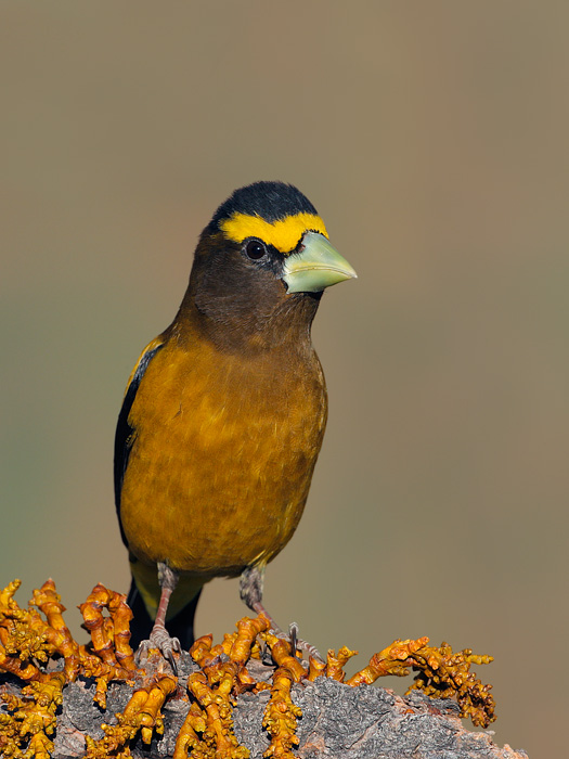 Evening Grosbeak