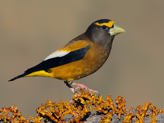 Evening Grosbeak