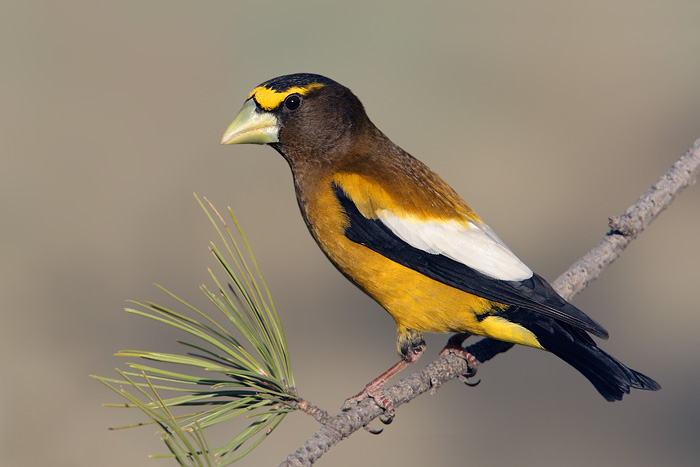 Evening Grosbeak