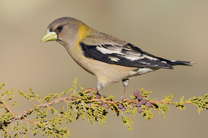 Evening Grosbeak