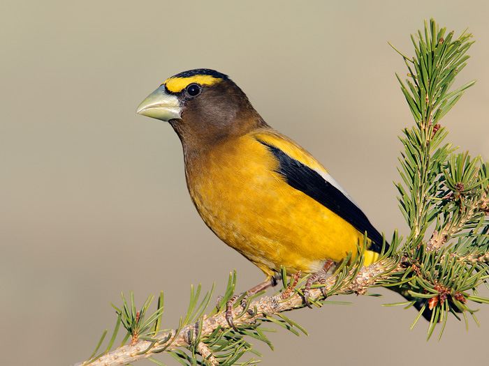 Evening Grosbeak