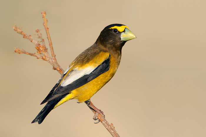 Evening Grosbeak