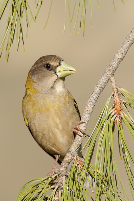 Evening Grosbeak