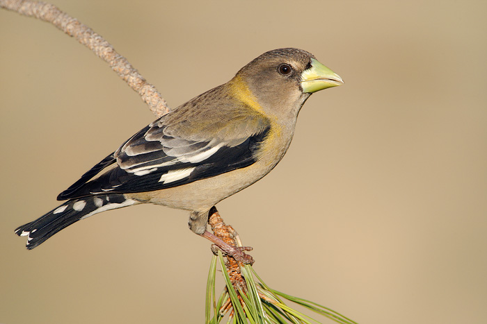 Evening Grosbeak