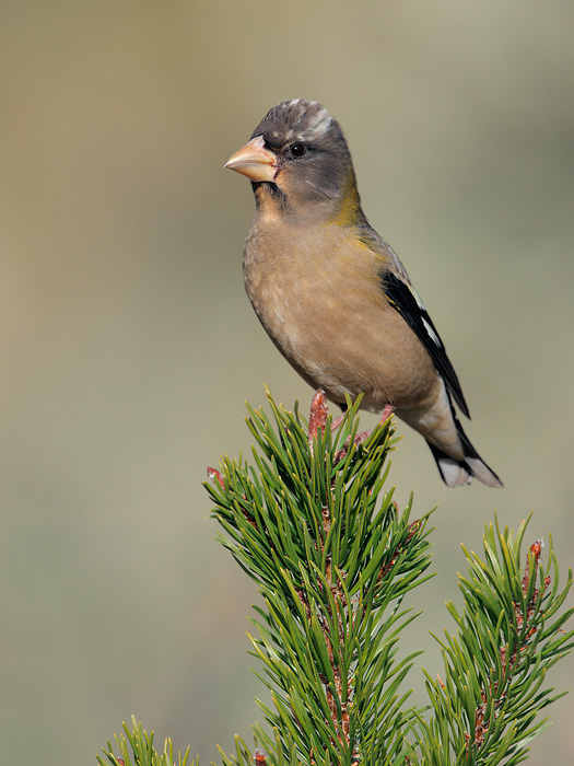 Evening Grosbeak