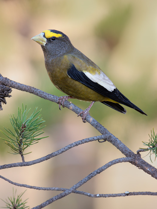 Evening Grosbeak