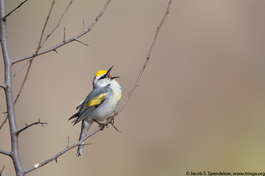 Brewster's Warbler (Golden-winged X Blue-winged, dominant)