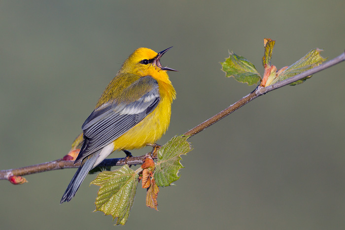 Blue-winged Warbler