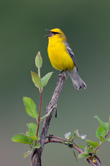 Blue-winged Warbler