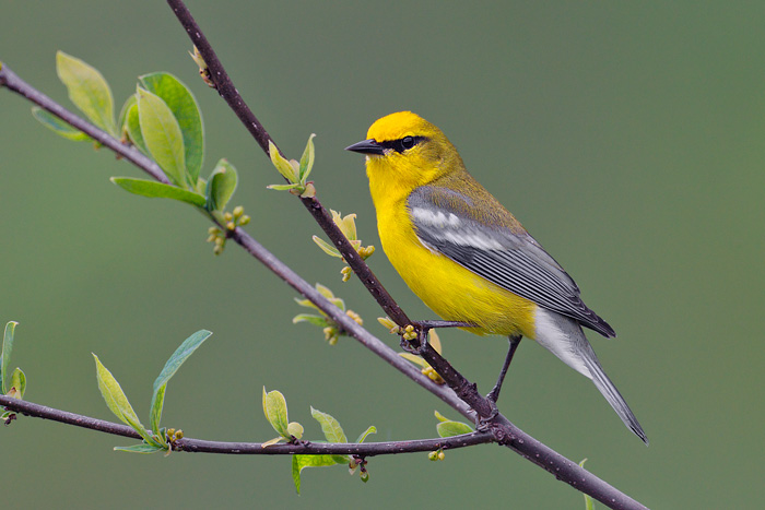 Blue-winged Warbler