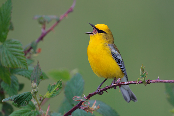 Blue-winged Warbler