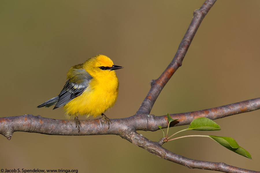 Blue-winged Warbler