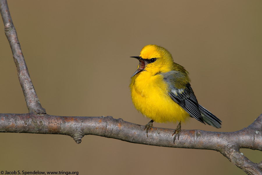 Blue-winged Warbler