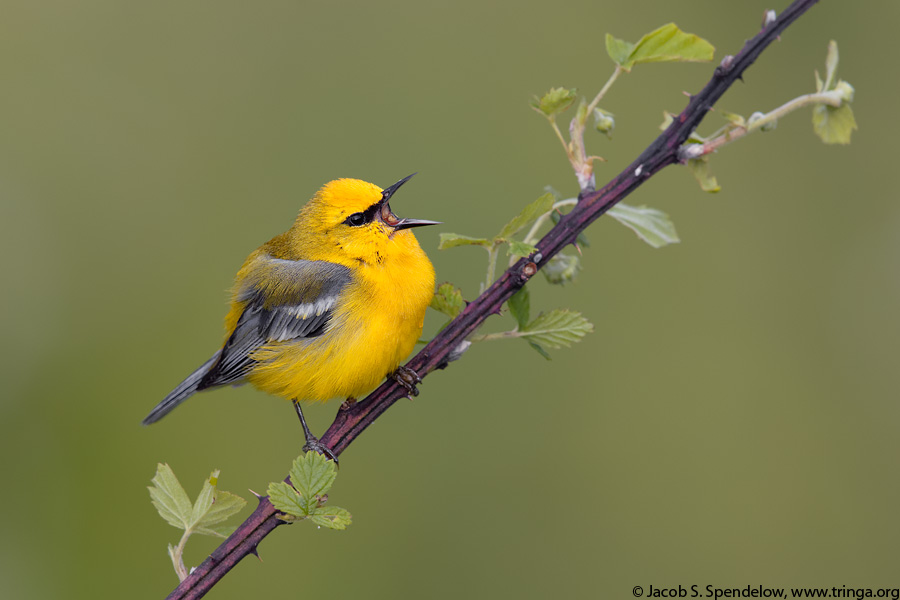 Blue-winged Warbler