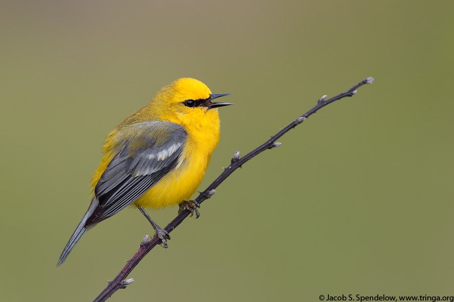 Blue-winged Warbler