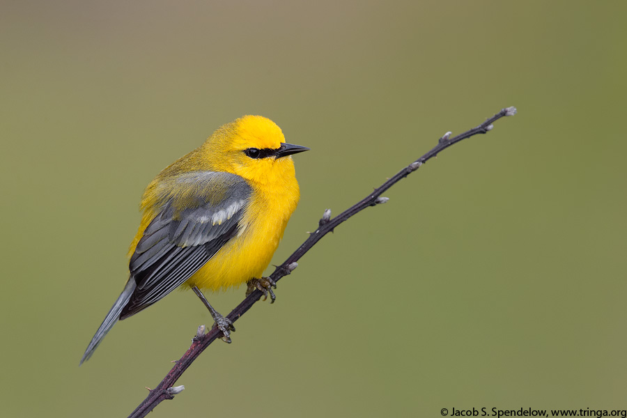 Blue-winged Warbler