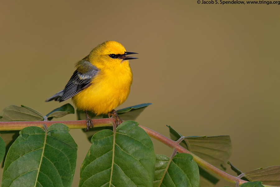 Blue-winged Warbler